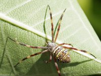 Argiope dietrichae DSC09653 edit